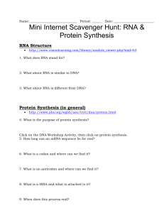 Protein Synthesis Web Activity