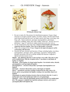 Ch 19 Review - Fungi