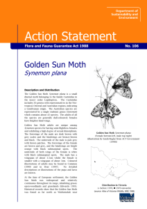 Golden Sun Moth (Synemon plana) accessible