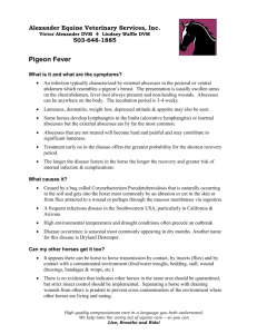Pigeon Fever - Alexander Equine Veterinary Services
