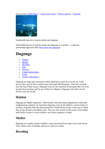 Marine Mammals - Dugongs - Department of the Environment