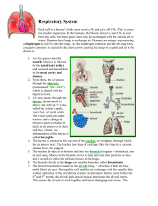Respiratory System notes