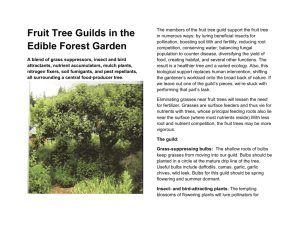 Fruit Tree Guilds in the Edible Forest Garden