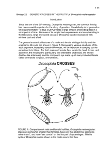 GENETIC CROSSES IN THE FRUITFLY Drosophila melanogaster