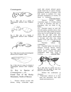 Key to Species of Crematogaster, s