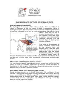 DIAPHRAGMATIC RUPTURE OR HERNIA IN CATS