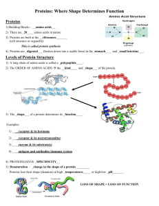 Proteins and Enzymes Notes
