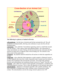 The following is a glossary of animal cell terms: cell membrane