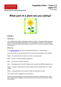 Vegetable Patch - Day Four - What Part Of A Plant Are You Eating