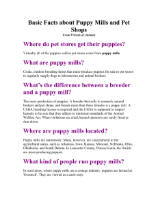 Basic Facts about Puppy Mills and Pet Shops From