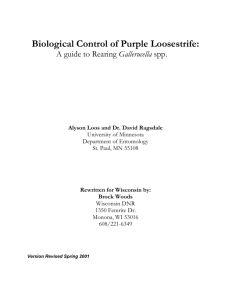 Biological Control of Purple Loosestrife (word )