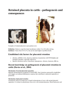 retained placenta in dairy cattle