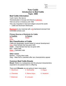 Beef Cattle Information