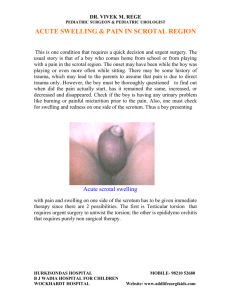 acute swelling & pain in testicular region