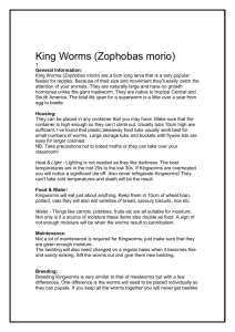 King Worms (Zophobas morio) 1 General Information: King Worms