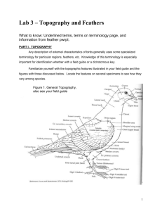 Bird topography and feathers