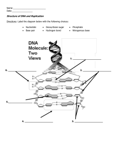 DNA Strucuture and Replication