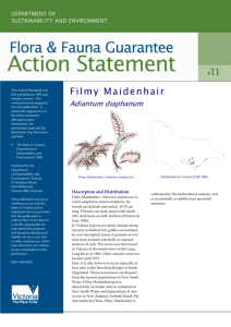 Filmy Maidenhair (Adiantum diaphanum) accessible