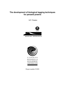 Development of biological tagging techniques for penaeid prawns