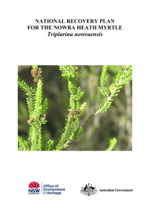 National Recovery Plan for Triplarina nowraensis