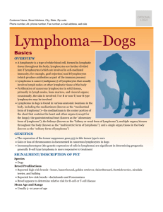Lymphoma in dogs