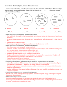 Review Sheet – Monoploid, Diploid, Meiosis, Mitosis, Life Cycles