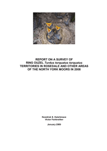 REPORT ON A SURVEY OF RING OUZEL Turdus torquatus