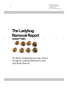 Contemporary Report - Get Rid of Ladybugs with the Ladybug