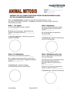 Animal Mitosis - Juniata College