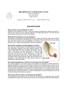 EAR INFECTIONS - Briarpointe Veterinary Clinic