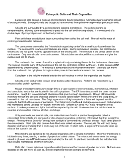 Worksheets Cells And Their Organelles Worksheet Answers cell packet answers plant animal cells and their organelles