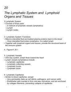 25 Lymph Nodes