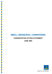 small marsupial carnivores
