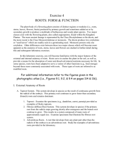 Exercise 4 - ROOTS: FORM & FUNCTION