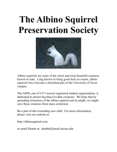 largeflyer - Albino Squirrel Preservation Society