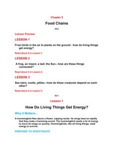 Chapter 5 Food Chains B40 Lesson Preview LESSON 1 From birds