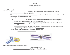Unit 7 Cellular Reproduction Mitosis Asexual Reproduction In