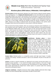 Article 122 Nicotiana glauca - Botanical Society of South Africa