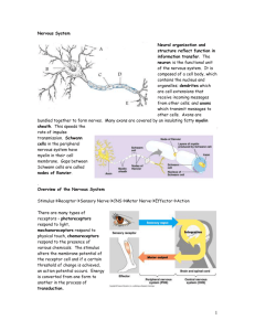 Neurons, Synapses, the Nervous System