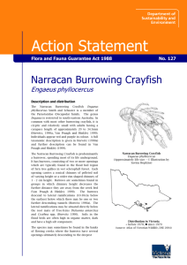 Narracan Burrowing Cray (Engaeus phyllocercus) accessible