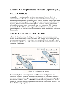 Cell Adaptations and Unicellular Organisms