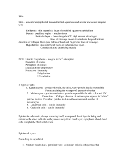 Skin Worksheet