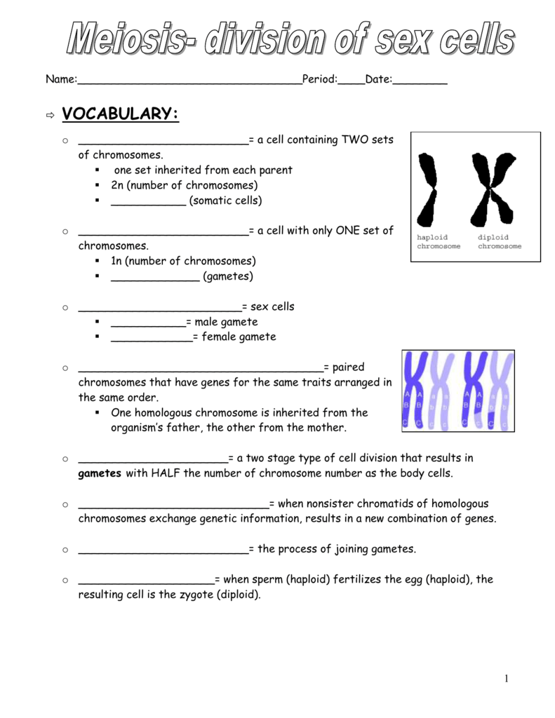worksheet-meiosis-vocabulary-worksheet-grass-fedjp-worksheet-study-site