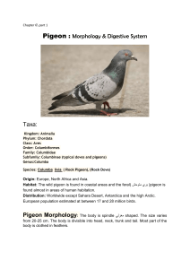 Chapter 6\ part 1 Pigeon : Morphology & Digestive System Taxa