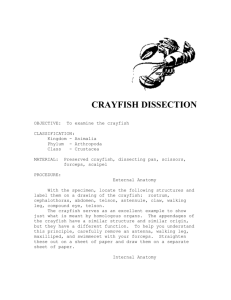 crayfish dissection