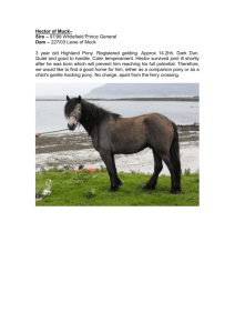 Hector – 2 year old Highland Pony