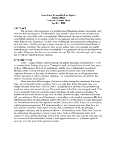 Genetics of Drosophila Lab Report Brianna Horn Genetics – Fourth