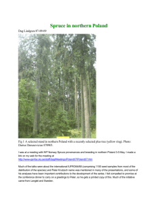 Spruce in northern Poland