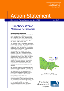 Humpback Whale (Megaptera novaeangliae) accessible