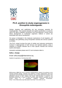Ph.D. position to study organogenesis in Drosophila melanogaster
